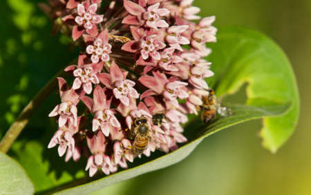 Photo of a honeybee sitting on flowers in forestの写真素材