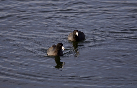 Image of a pair of coots swimming in lakeの写真素材