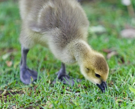 Postcard with a cute chick of Canada geeseの写真素材