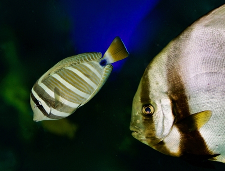 Image of a couple of fishes swimming in the sea