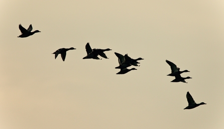 Isolated photo of a group of ducks flyingの写真素材