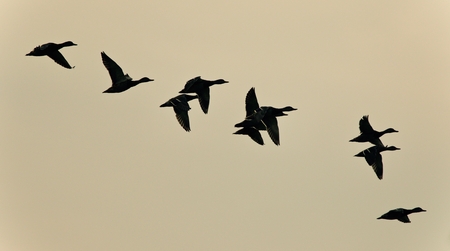 Postcard with a group of ducks flying in the skyの写真素材