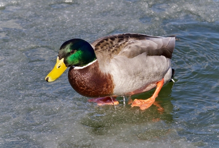 Isolated photo of a mallard walking on iceの写真素材