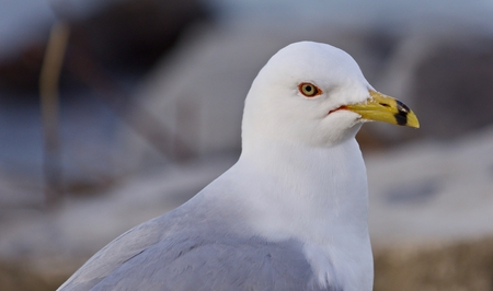 Isolated photo of a gull looking for foodの写真素材