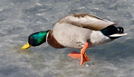 Beautiful picture with a mallard walking on iceの写真素材