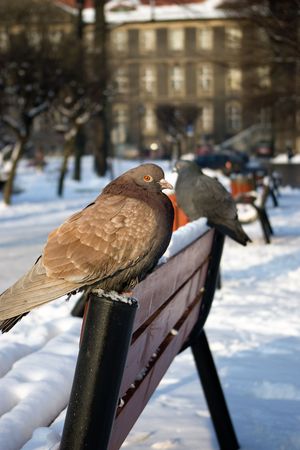 Pigeonsの写真素材