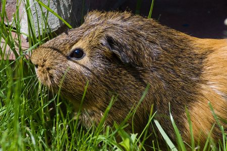 guinea pigの写真素材