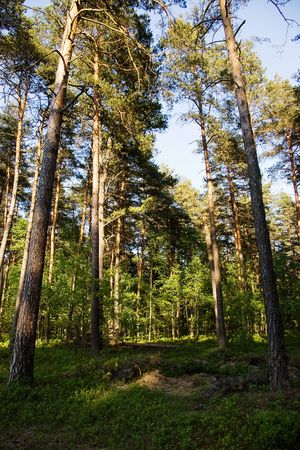 Polish forestの写真素材