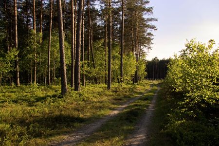 Polish forestの写真素材