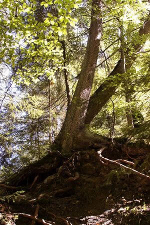 treeの写真素材