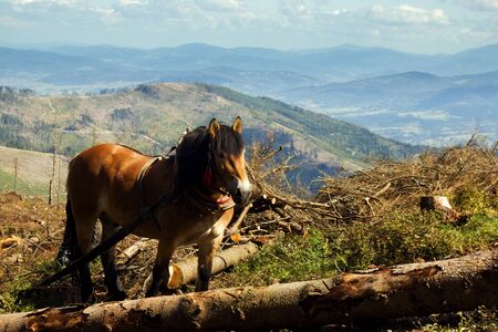 horseの写真素材