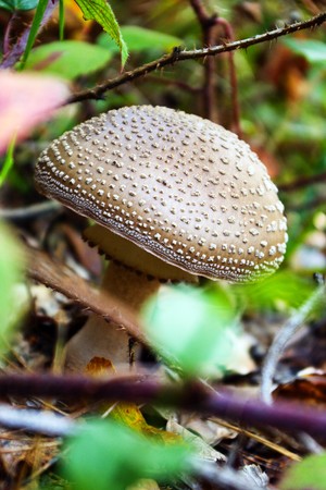 fungusの写真素材