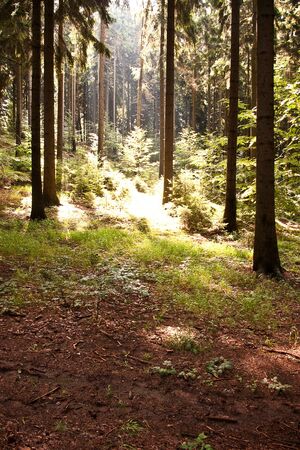 forestの写真素材