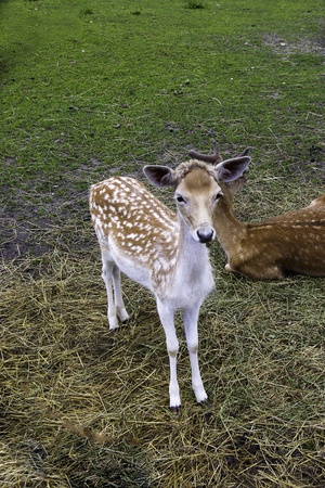 wild animalの写真素材
