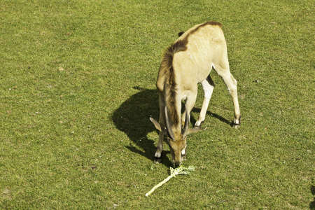 the antelope eating leavesの写真素材