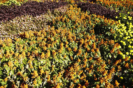 the carpet of colorfull flowersの写真素材