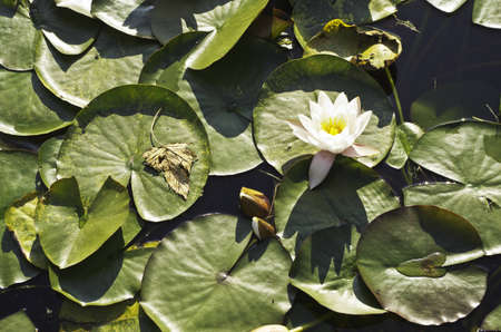 the lily at the waterの写真素材