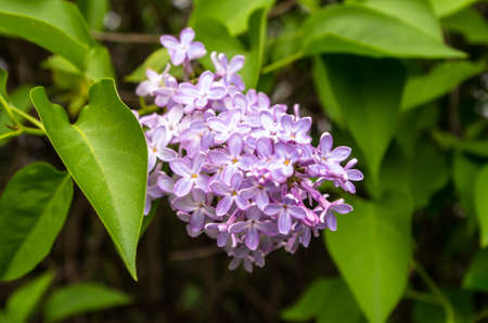 the green branch with spring lilac flowersの写真素材