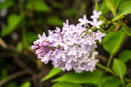 the green branch with spring lilac flowersの写真素材