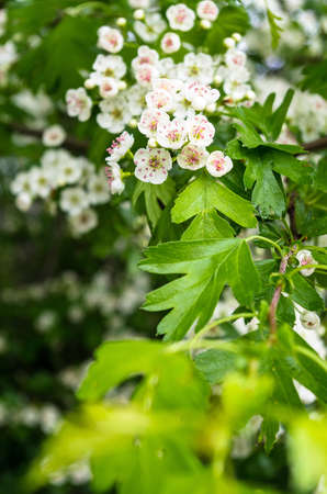 the green branch with spring lilac flowersの写真素材