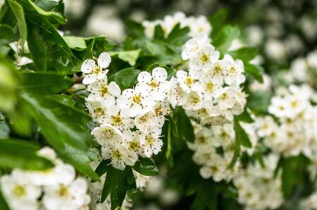 the green branch with spring lilac flowersの写真素材