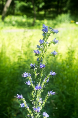 thistle in the forest in the morningの写真素材
