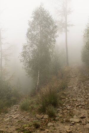 the mountain forest path in a fogの写真素材