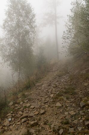 the mountain forest path in a fogの写真素材