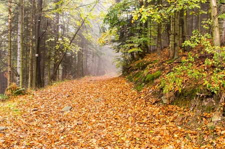 the path in autumn forest, Beskid mountainの写真素材