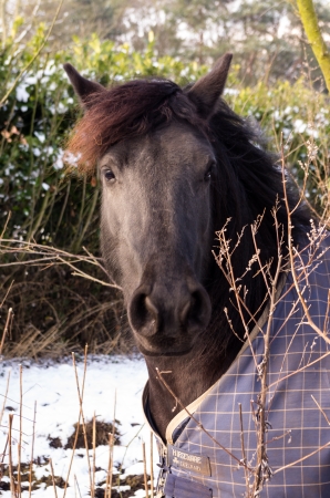horseの写真素材