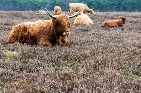 Scottish highlander ox  in wintertime  in a Dutch forest