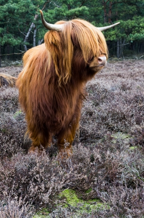 Scottish highlander ox  in wintertime  in a Dutch forestの写真素材