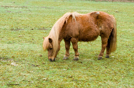 ponyの写真素材