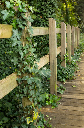 Old fence in an abandoned parkの写真素材