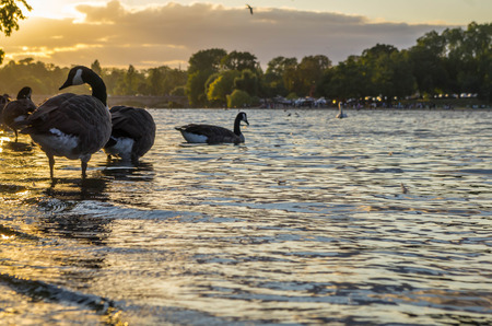 Ducks on the lake during sunsetの写真素材