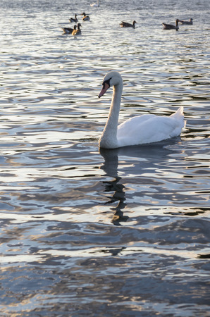 Swan on the lake during sunsetの写真素材