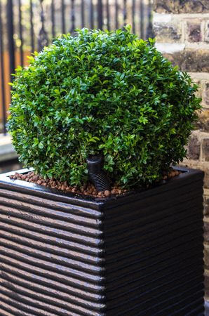 Boxwood cut in the shape of a sphereの写真素材