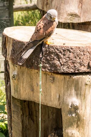 bird of prey of the hawk and eagle familyの写真素材