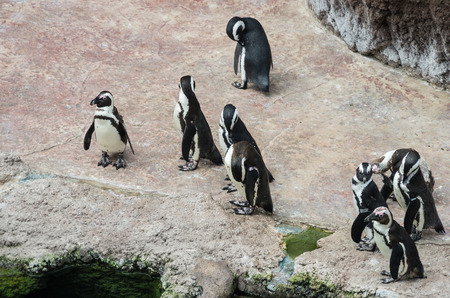 a flock of penguins walking in zooの写真素材