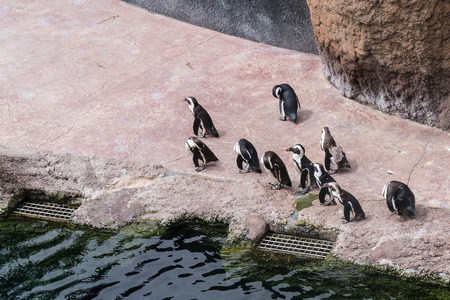 a flock of penguins walking in zooの写真素材
