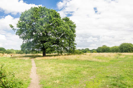 path crosses the a meadow with a lone treeの写真素材