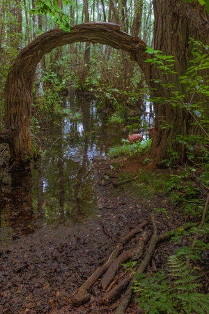 A small, overgrown pond hidden among towering trees near Sianozety, westpomerania, Polandの写真素材