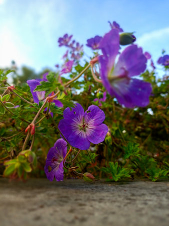 An extreme close-up (macro) photograph capturing the detailed structure of a vibrant purple...
