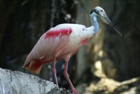 Roseate Spoonbill の写真素材