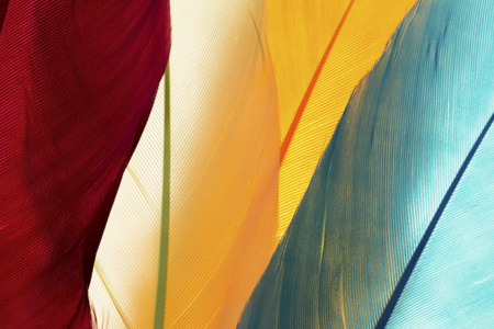 Colorful feathers close upの写真素材