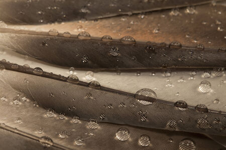 Water drops on the gray feathersの写真素材