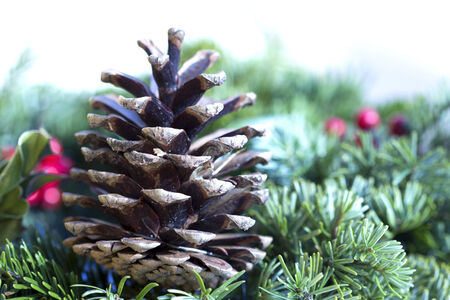 Pinecone close up at the pine branchの写真素材