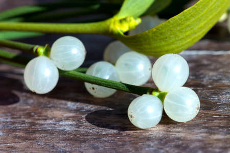 Mistletoe close up on a wooden backgroundの写真素材