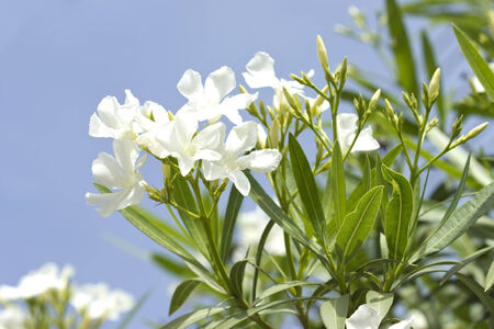 Close up image of the white oleander flowersの写真素材
