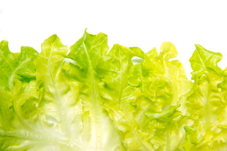 Lettuceの写真素材